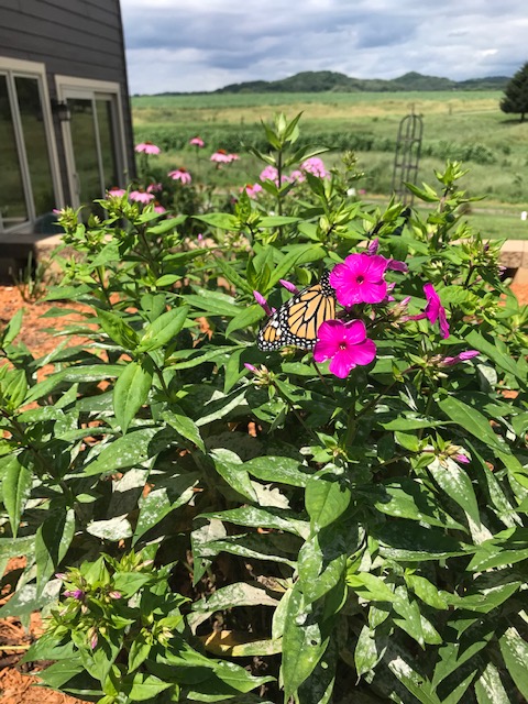 A Quick Monarch&nbsp;Update