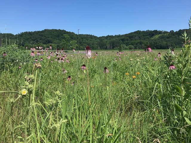 Silent Sunday: Pretty Summer&nbsp;Things