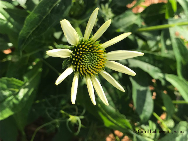 NewWhiteSwanConeflower5837