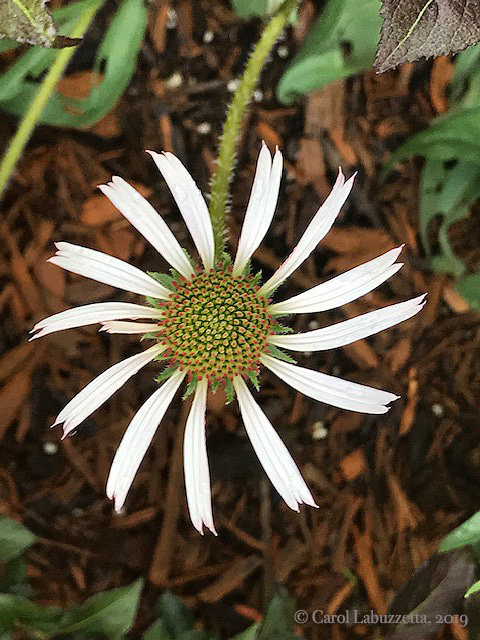 UnopenedConeflower5845