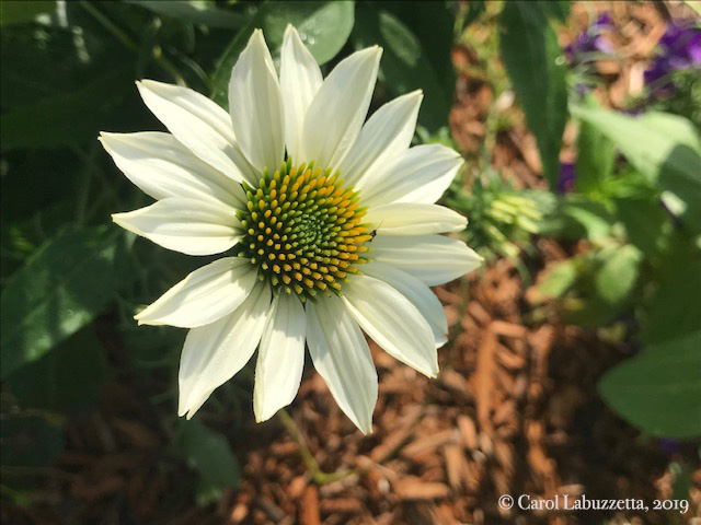 WhiteSwanConeflower5838