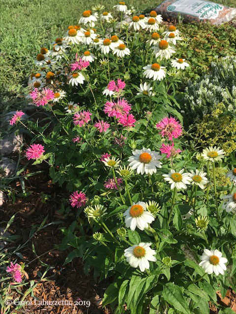 WhiteSwanConeflowerBergamot5823