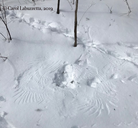 winterkillinthecircleoflife