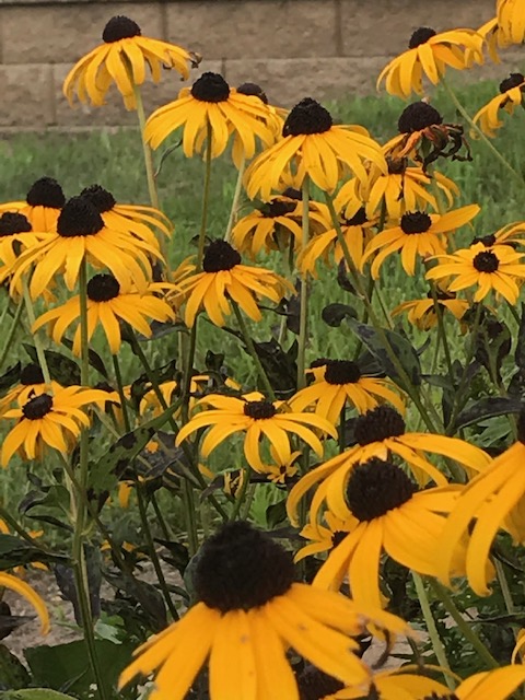 Planting a Prairie Patch: #SOL20, Day&nbsp;7/Year3