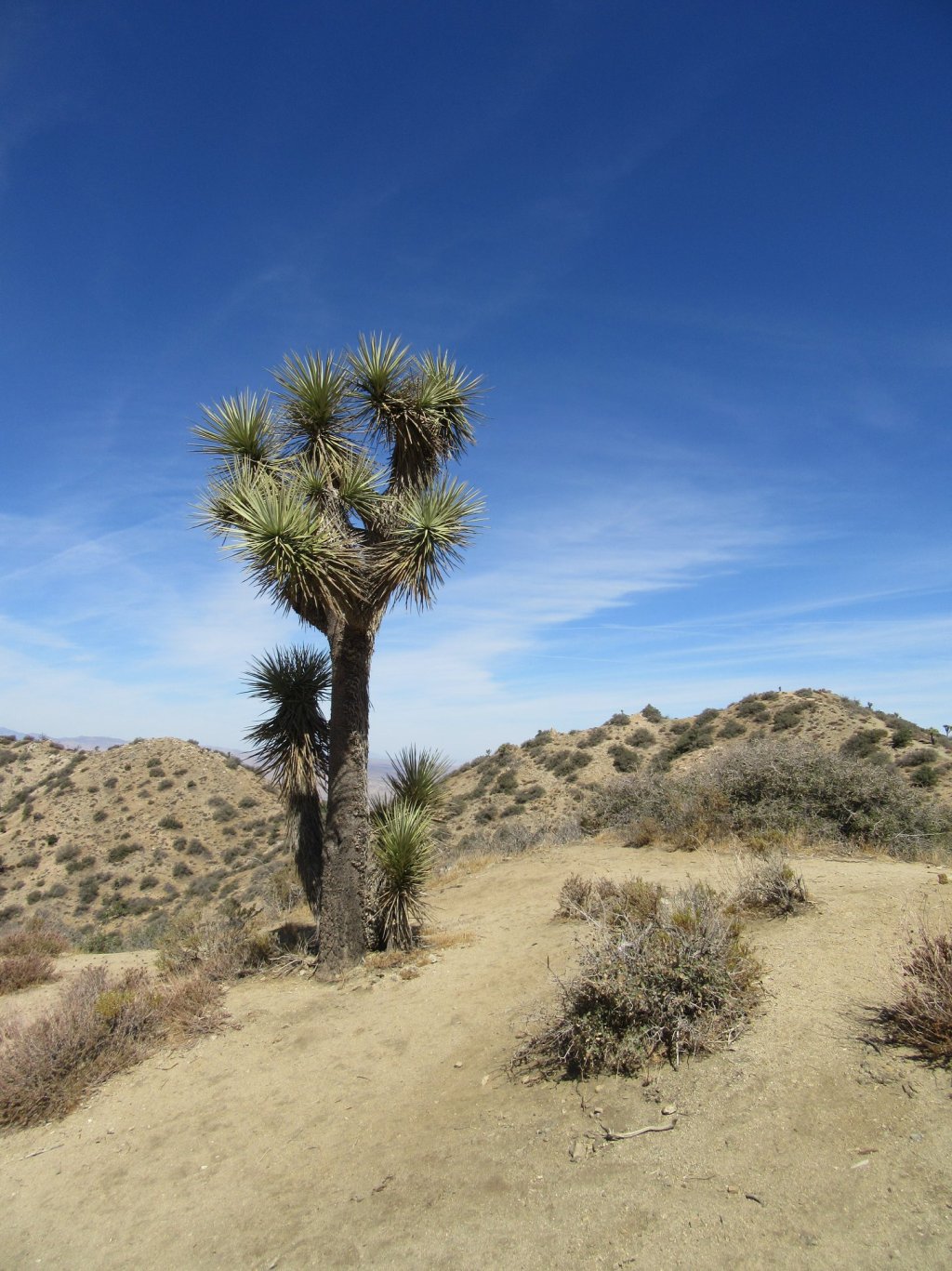 Silent Sunday: The Mojave Desert a Year&nbsp;Ago