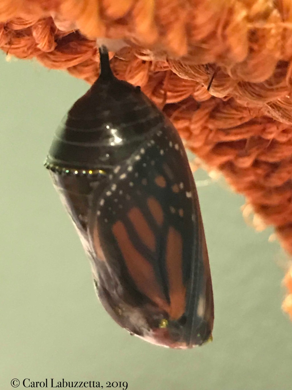 Silent Sunday: The Magnificent&nbsp;Chrysalis