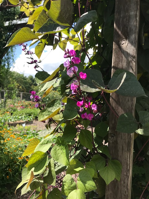 A Trip to Seed Savers Exchange in Decorah,&nbsp;Iowa