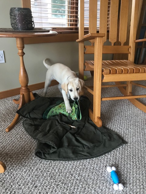 Puppy Update: The things dogs&nbsp;eat.