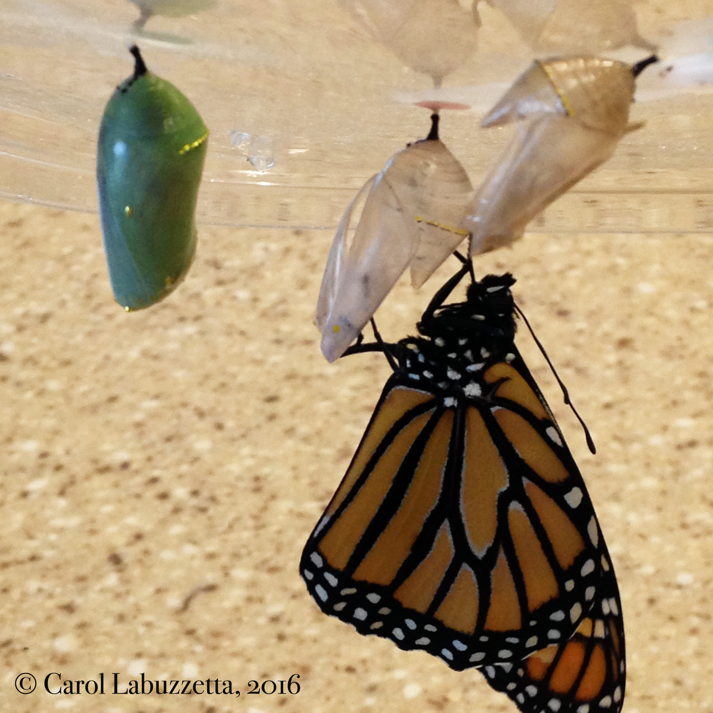 MonarchonChrysalis