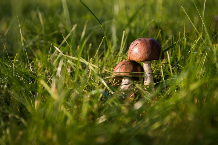 mushrooms-454172_1920