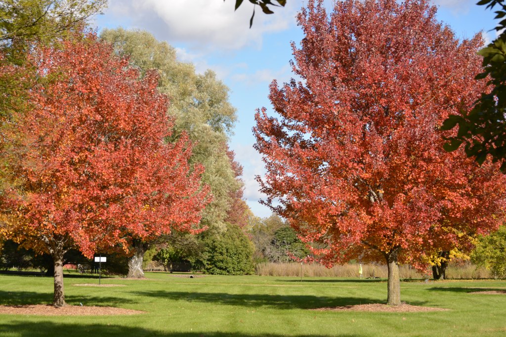 Silent Sunday: Trees
