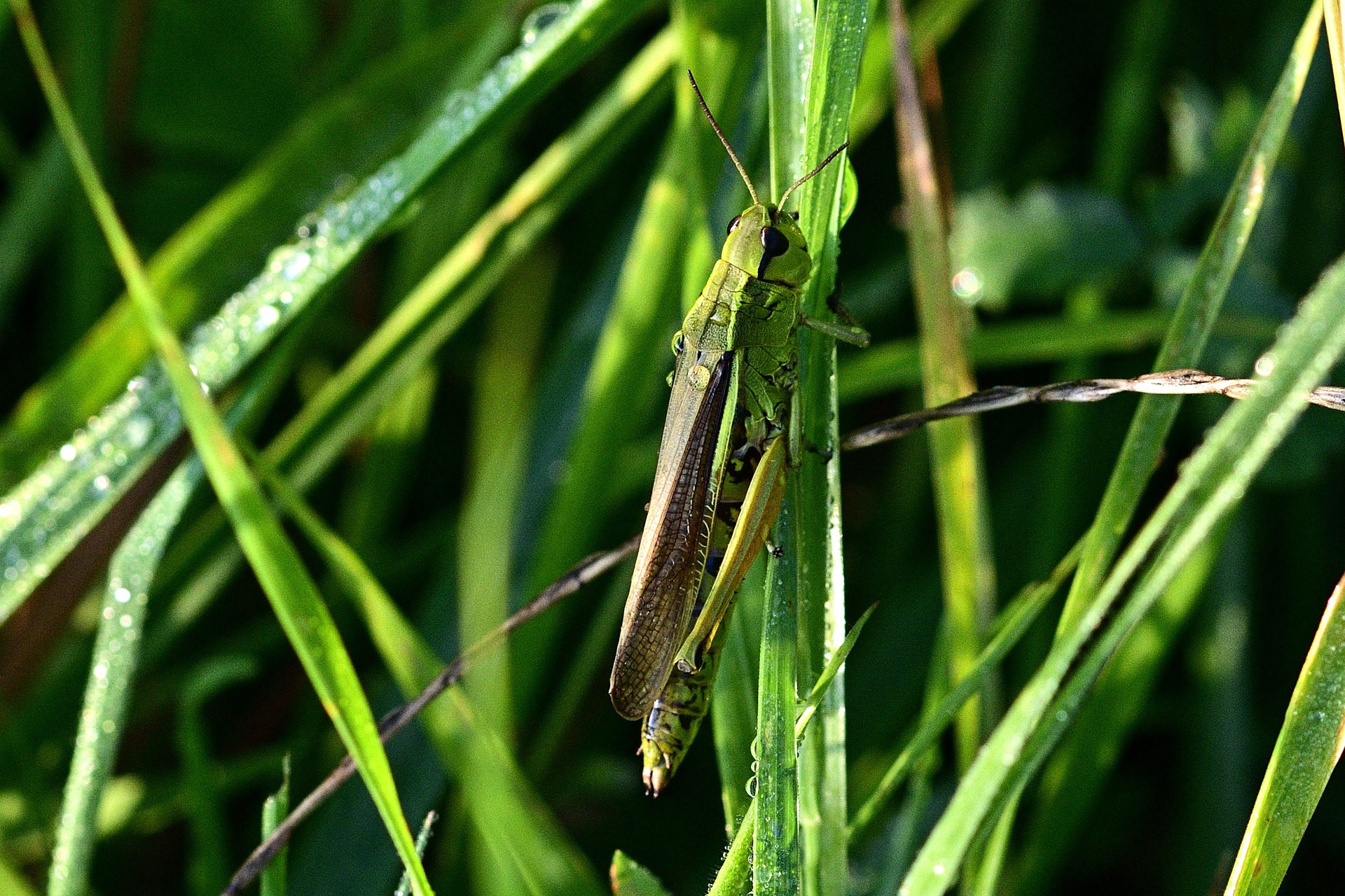 grasshopper-4399531_1920