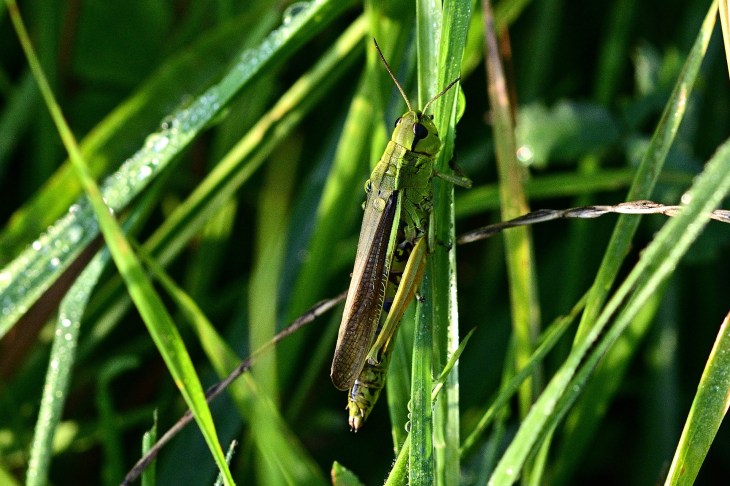 grasshopper-4399531_1920