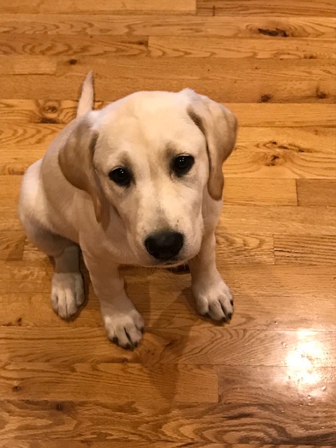 Molly & Me: An Update on&nbsp;Puppyhood