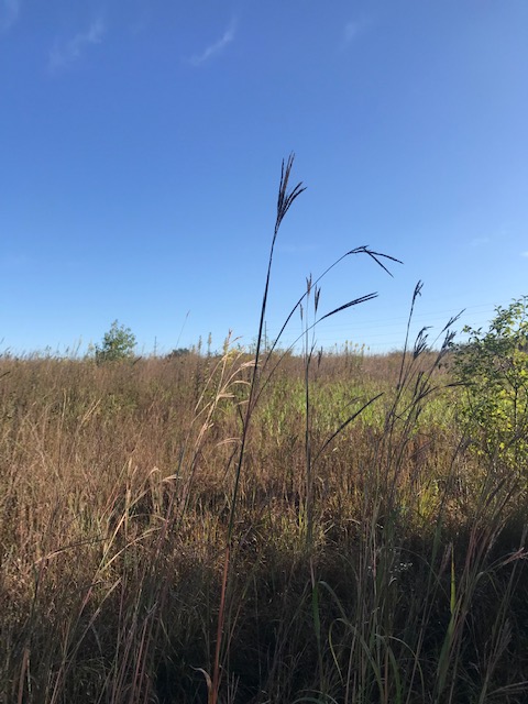 Silent Sunday – Right in your own backyard: New Amsterdam&nbsp;Grasslands