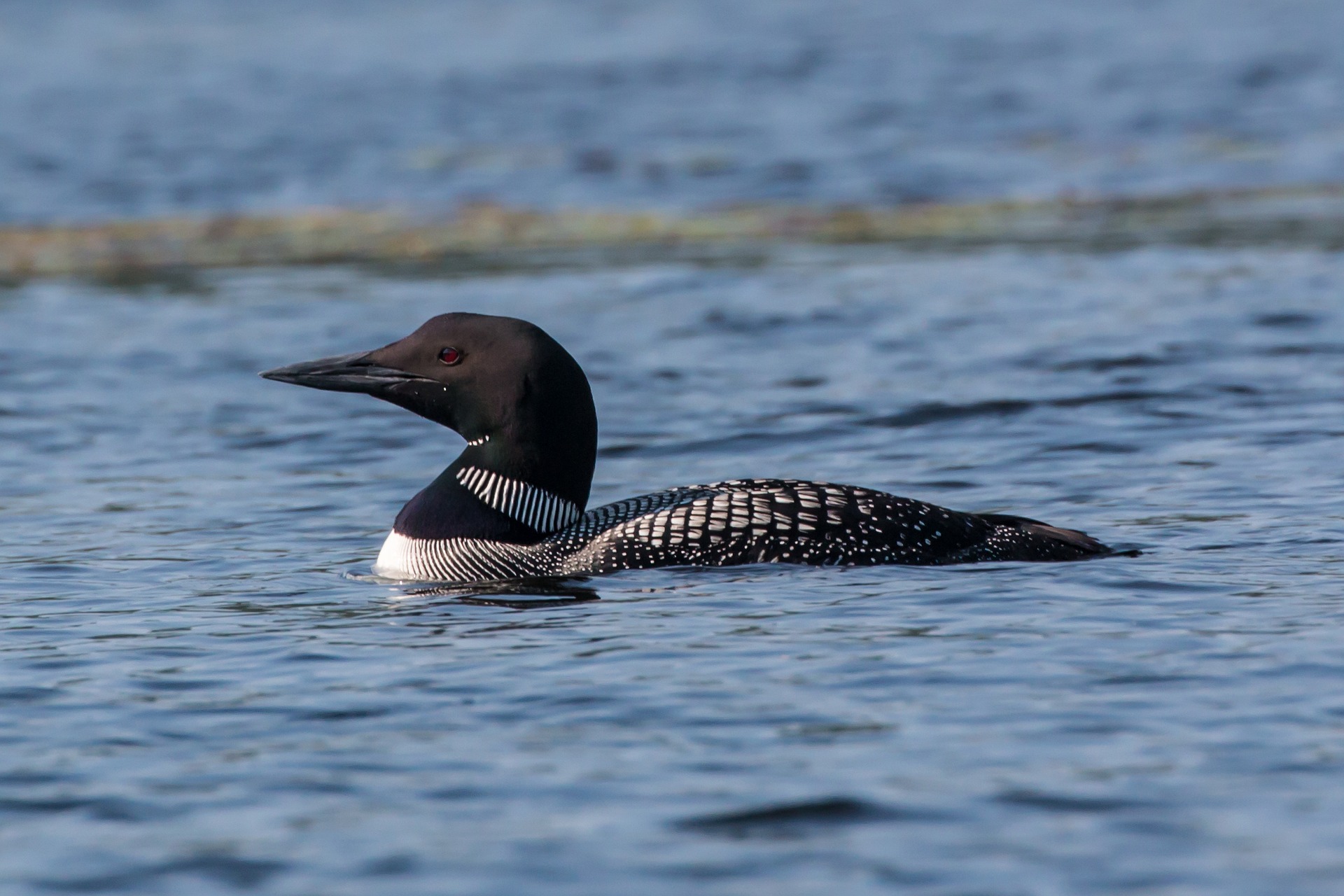 loon-1596827_1920