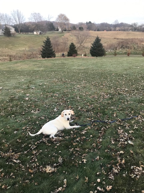 Silent Sunday: Lucky Dog, A Puppy&nbsp;Update