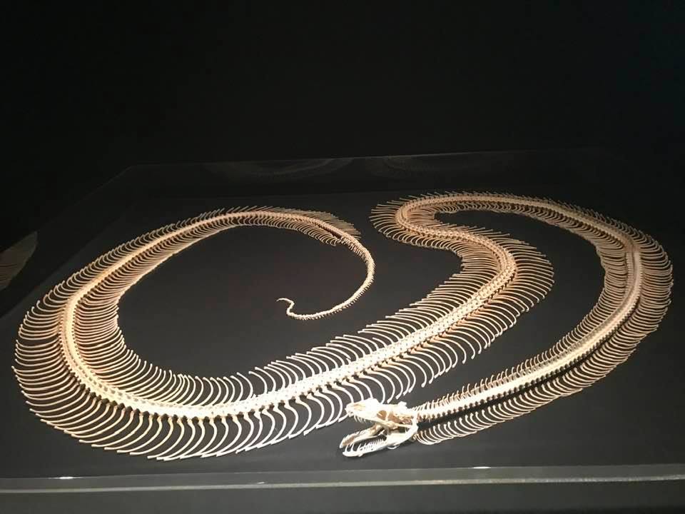 79909540_2585312578173360_4706041205765439488_n