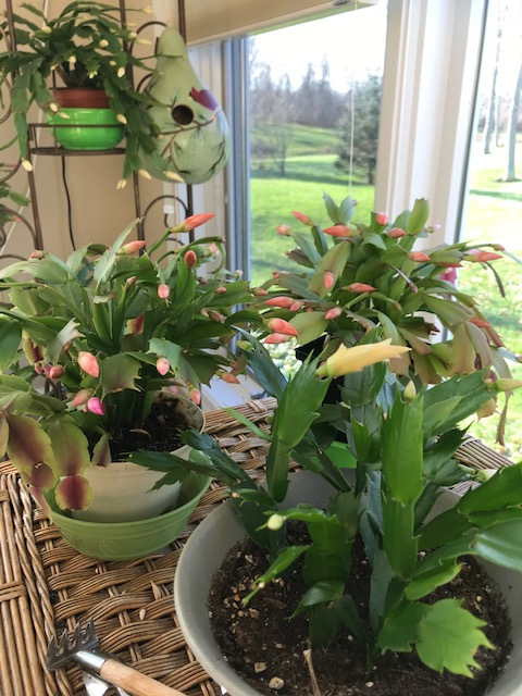 Planned Obsolescence vs.&nbsp;Schlumbergera