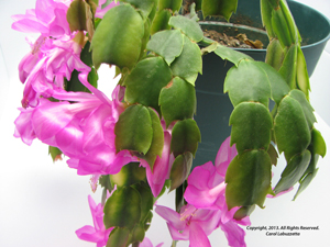 holidaycactusunder200b