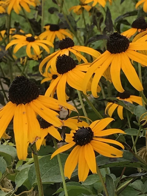 Favorite Photos of 2019: Flowers Edition. Vote for your&nbsp;Favorite!