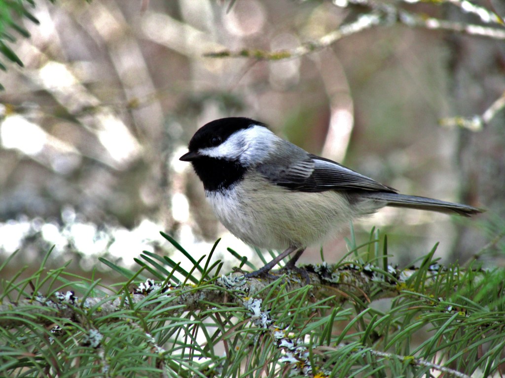 A Wordy Winter Wildlife&nbsp;Wednesday
