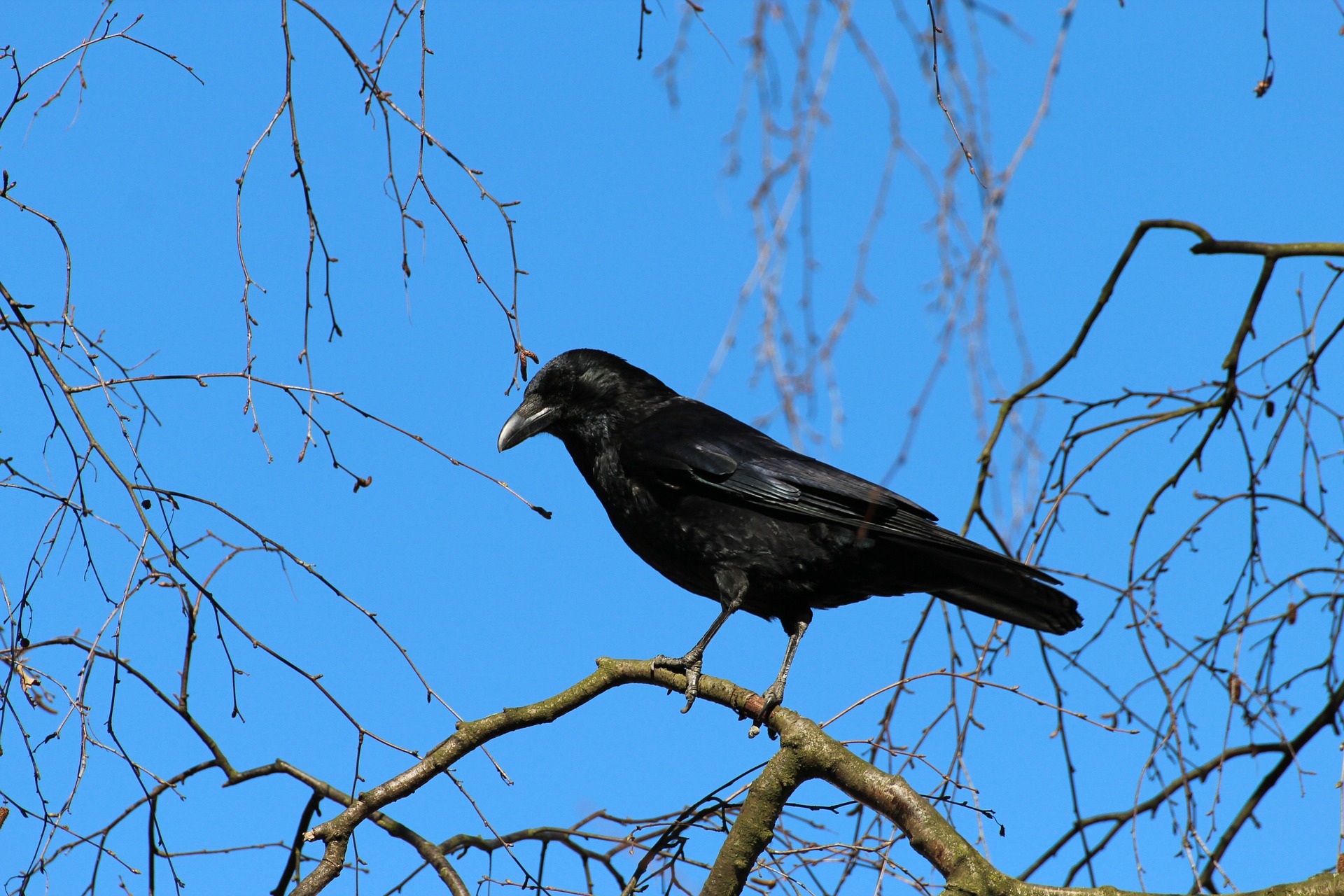 crow-284491_1920