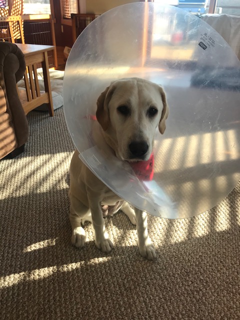 A Puppy Story: I Wish I Had a Picture!