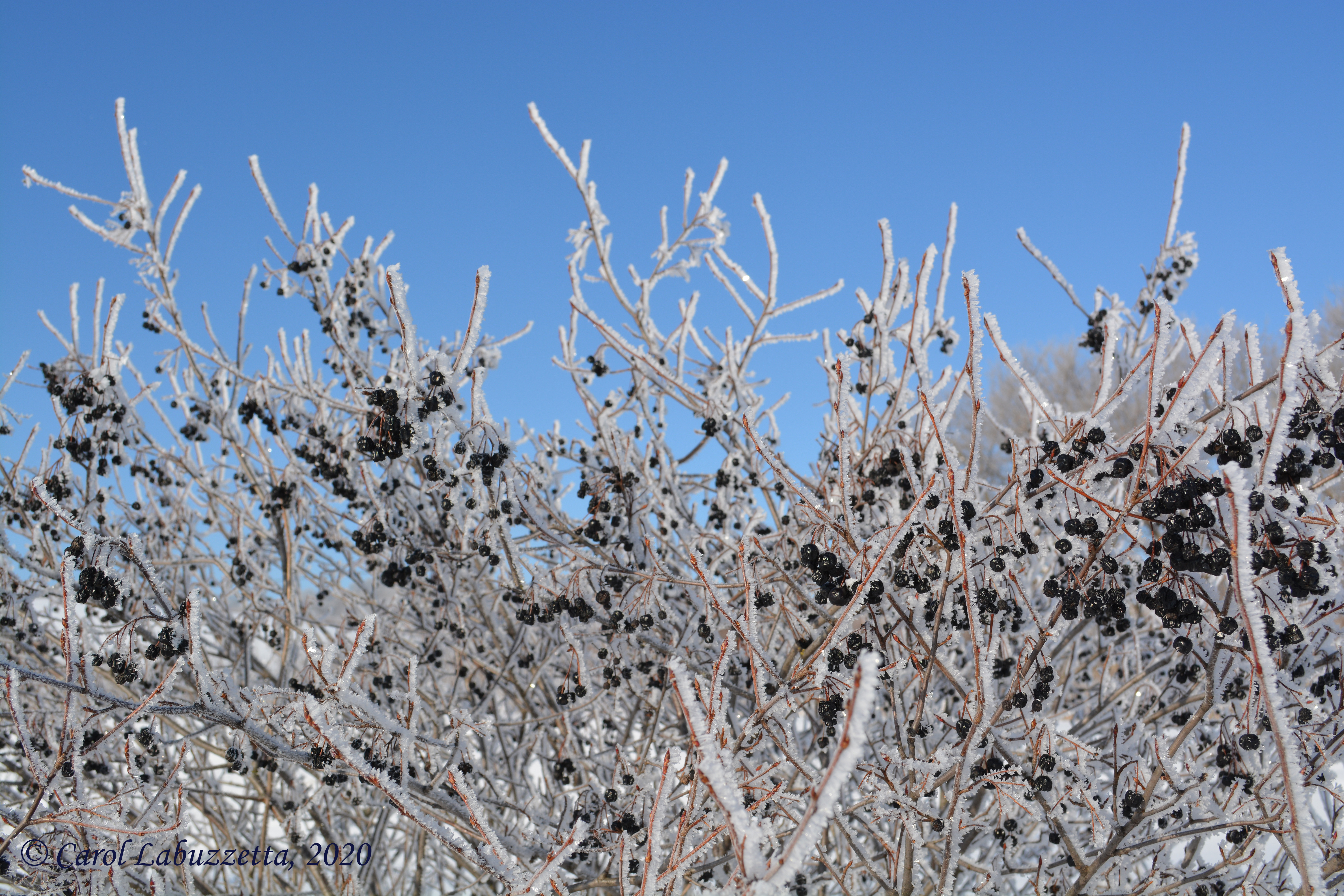 ChokeCherry21020_227