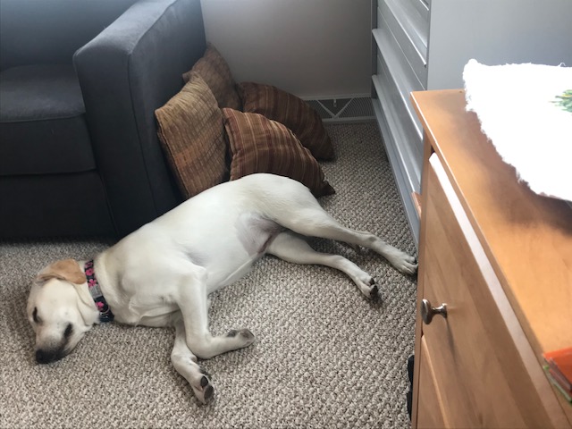 Slice of Life Tuesday: Currently…