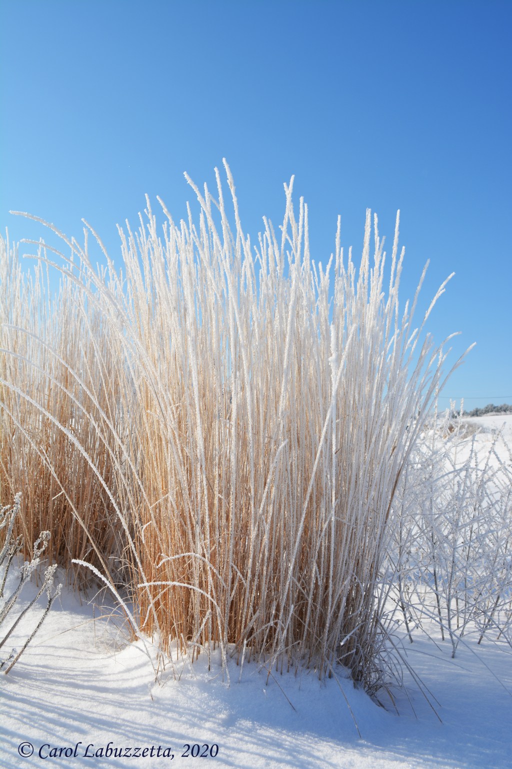 An Icy Morning Made Me Photo&nbsp;Obsessed