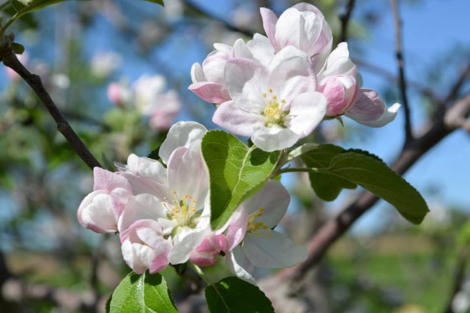 apple blossoms