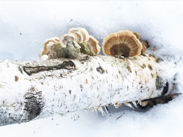 BirchTreeFungi20