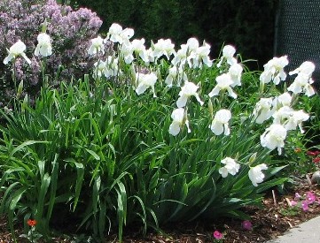 copycloseupwhiteiris