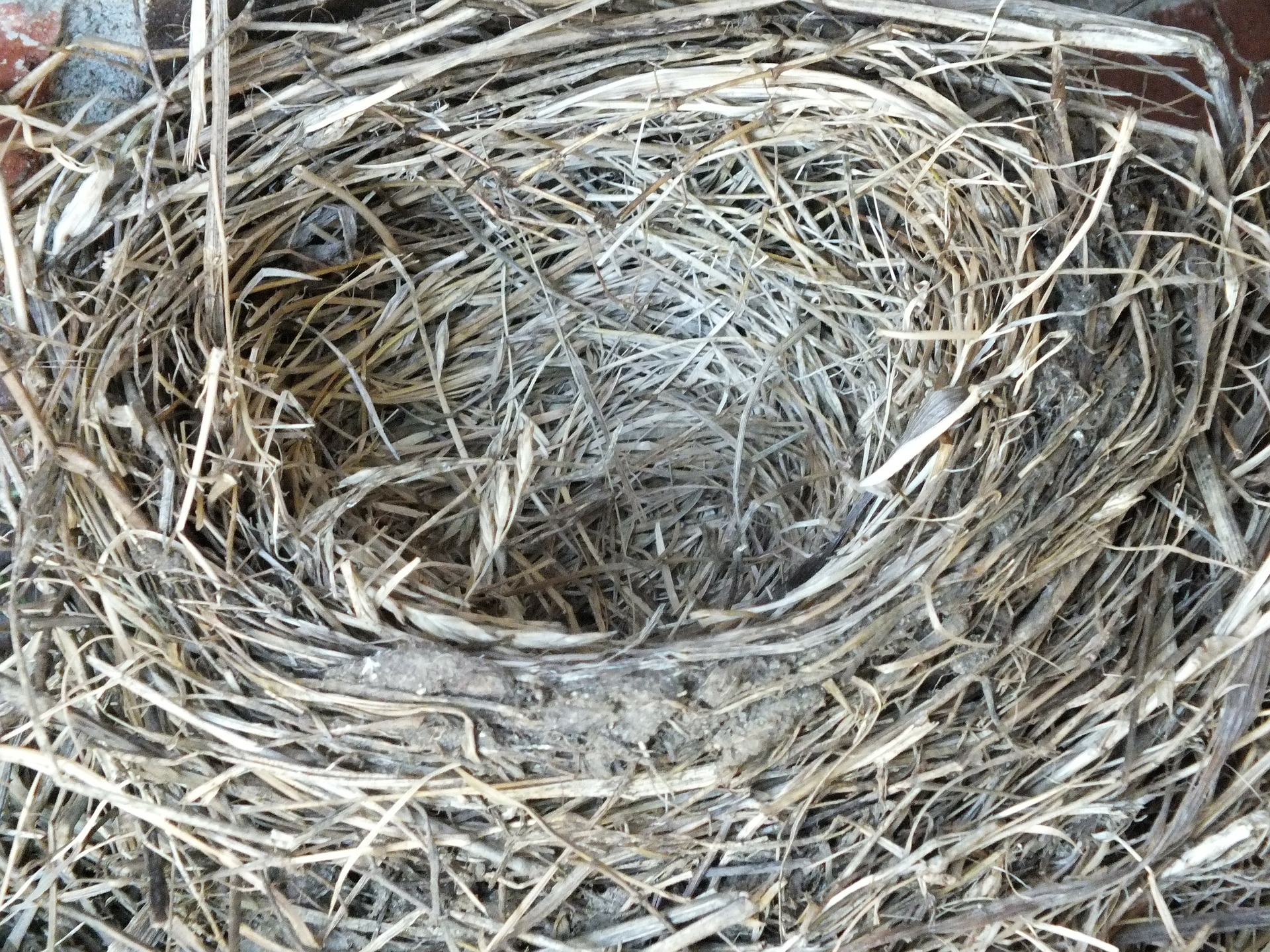 robins-nest-334124_1920