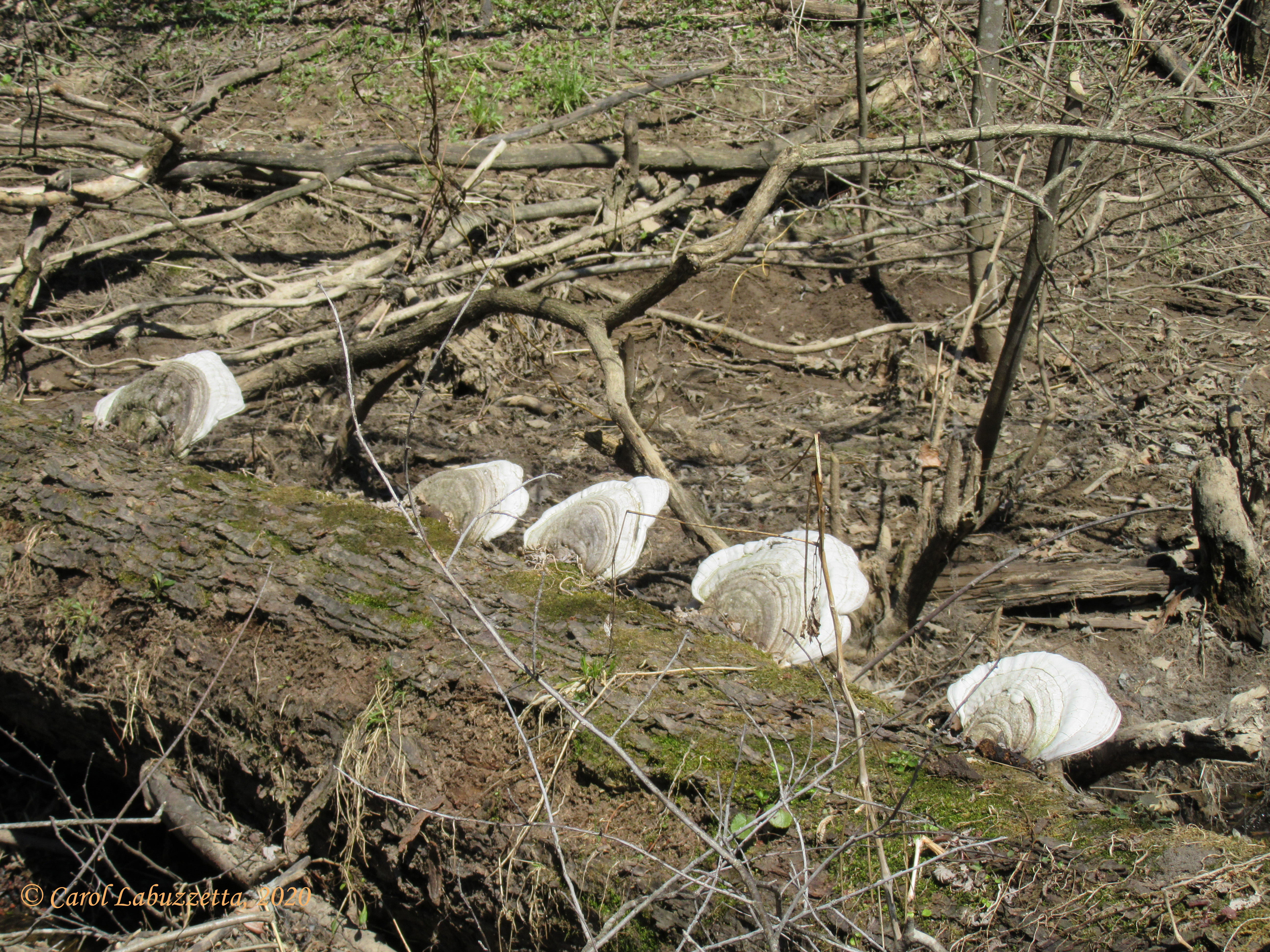 ShelfFungiMGBRwm0805