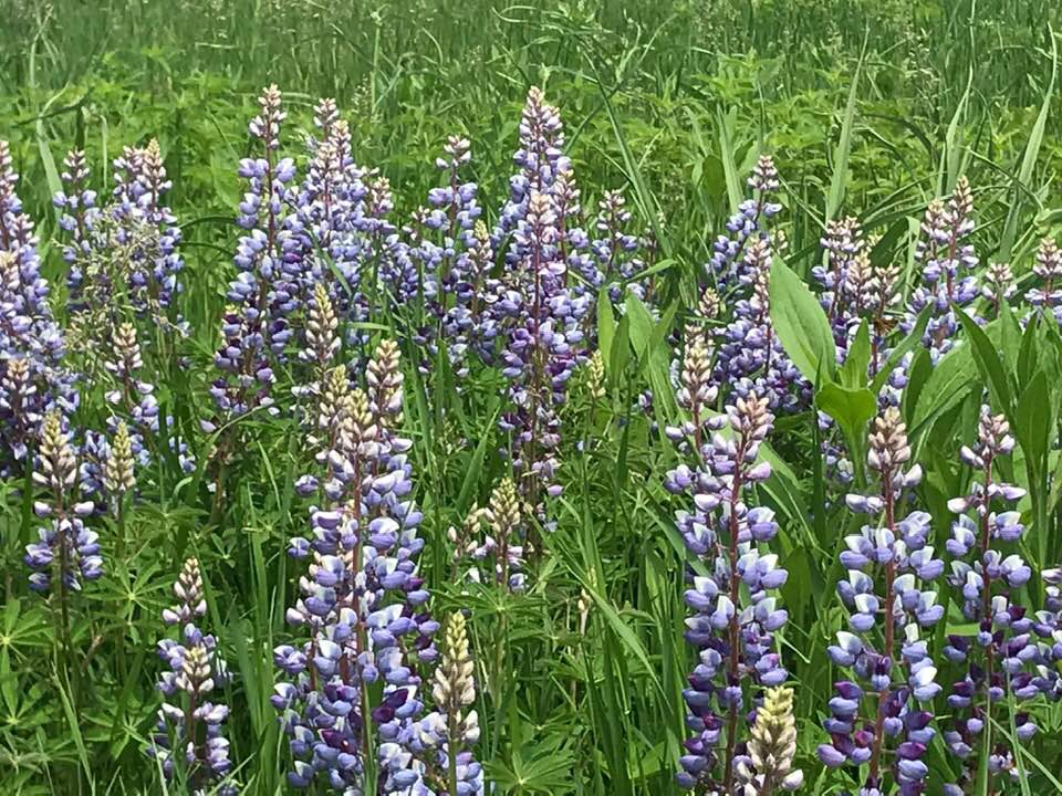Earth Day 2020: The&nbsp;Prairie!