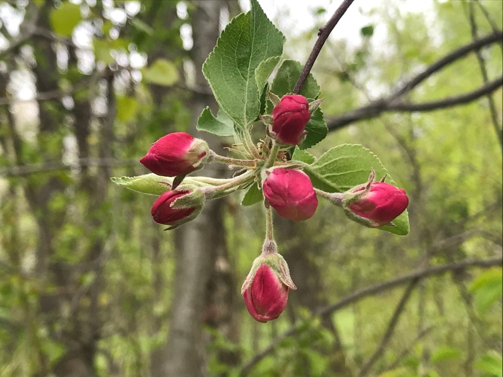 Silent Sunday: Feel Good Flower&nbsp;Photos