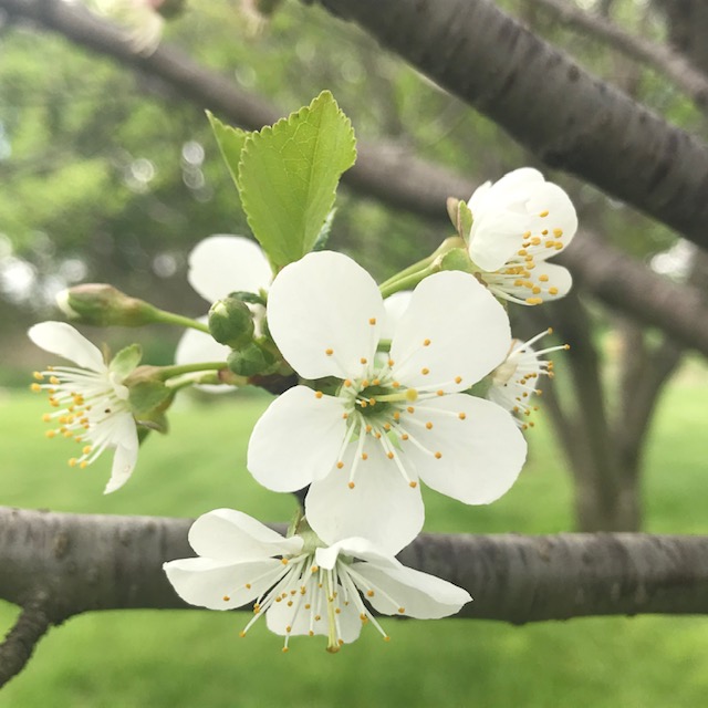 Oh, Those Fruit Trees!                               Spring in the Coulee&nbsp;Region.