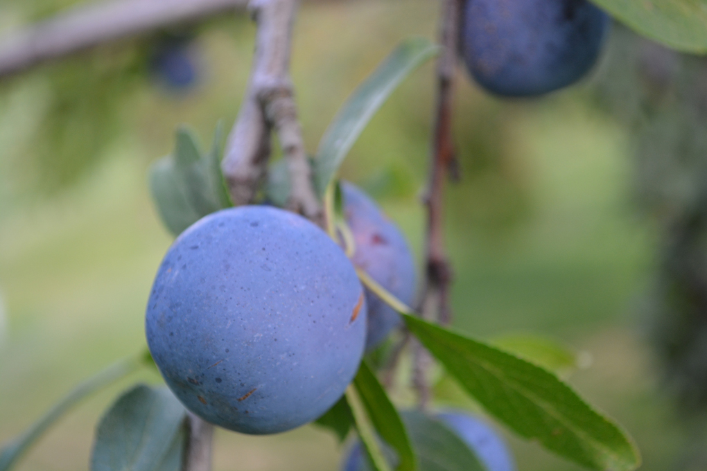 italianpruneplums15