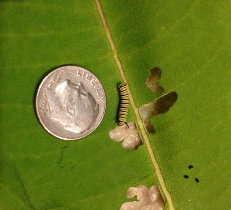 monarch from egg at 4 days of age - 2018