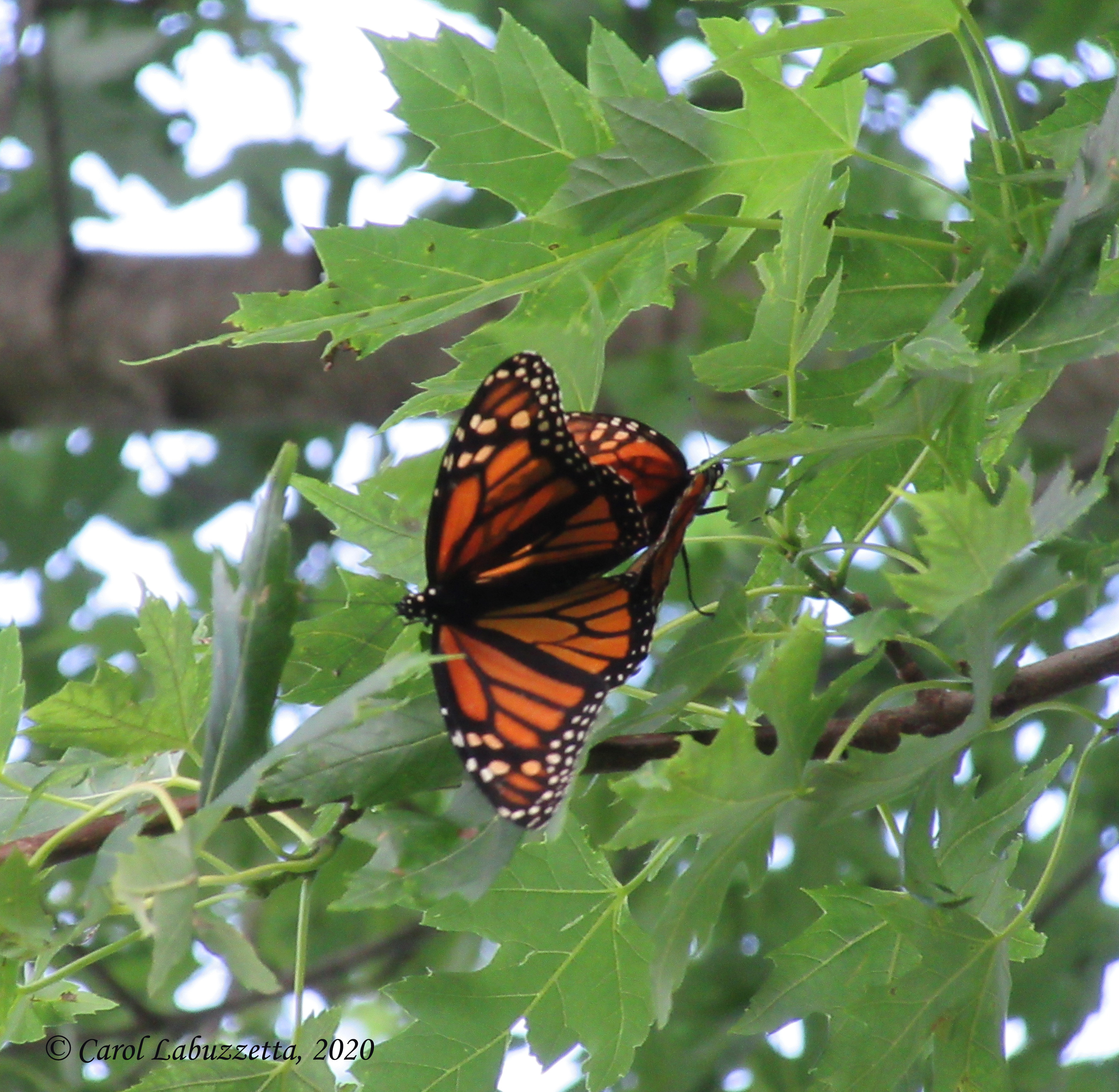 MatingMonarchs2259wm