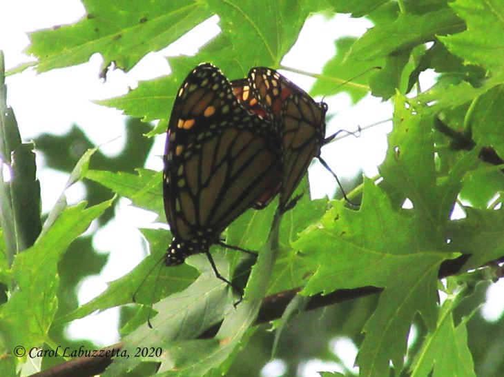 matingmonarchs2291wm