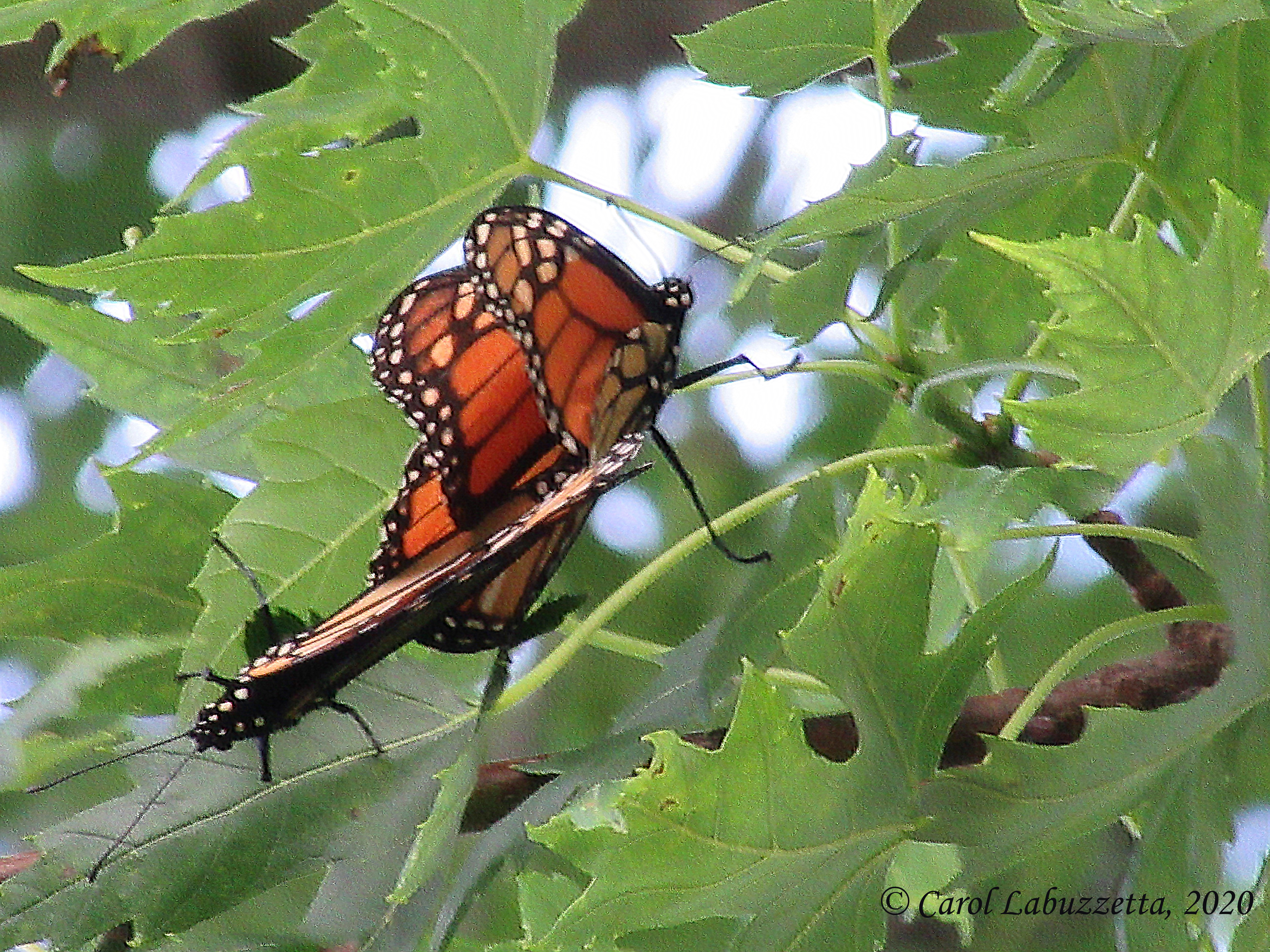 MatingMonarchs5.wm.2267