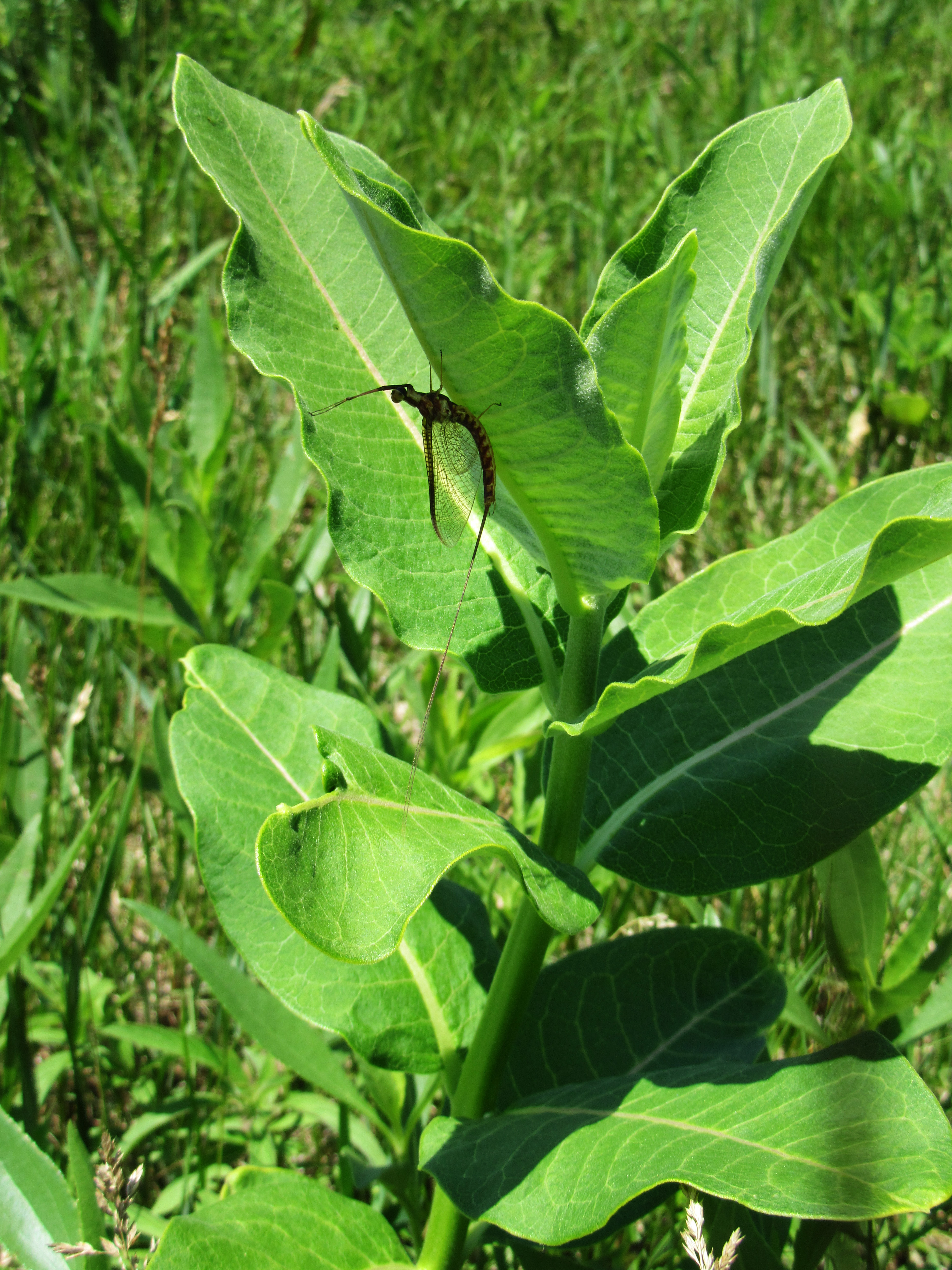 MayflyOnCommonMilkweedHSP2020