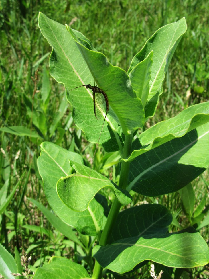 MayflyOnCommonMilkweedHSP2020