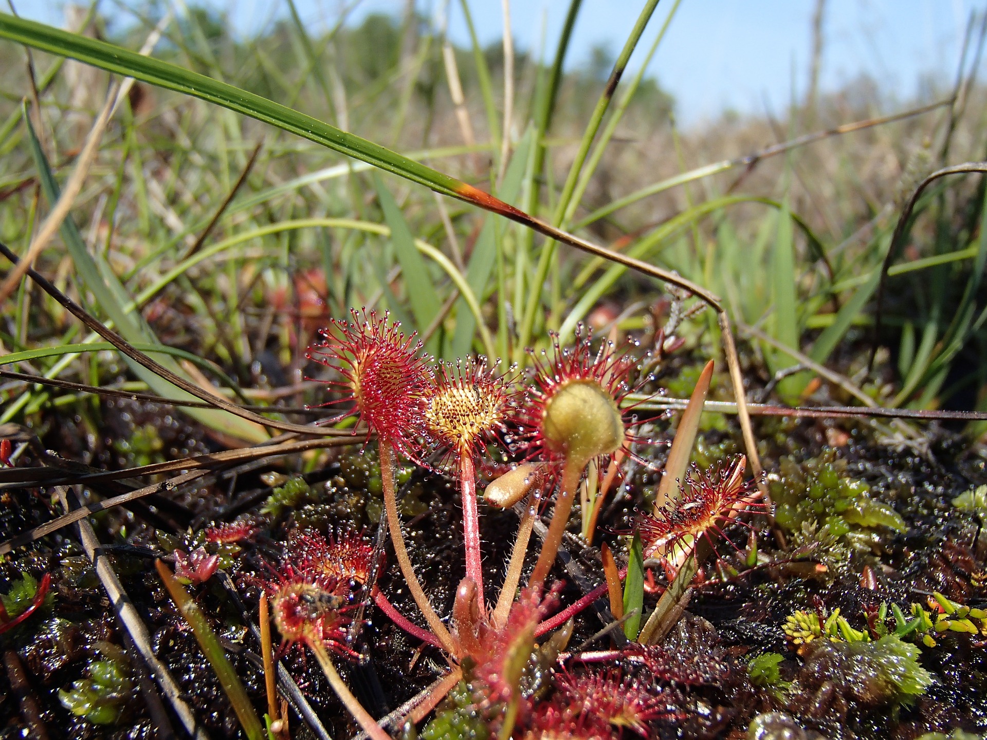 sundew-917114_1920