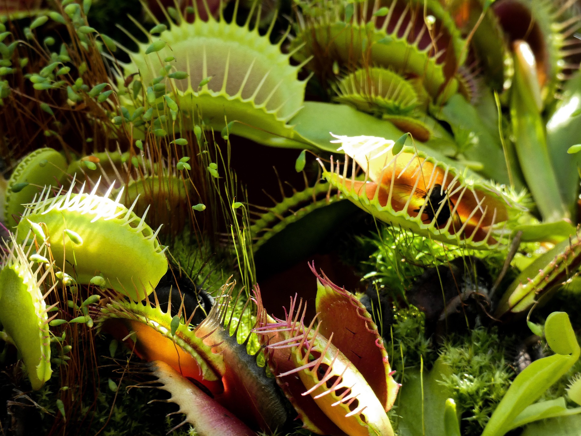 venus-fly-trap-3684935_1920