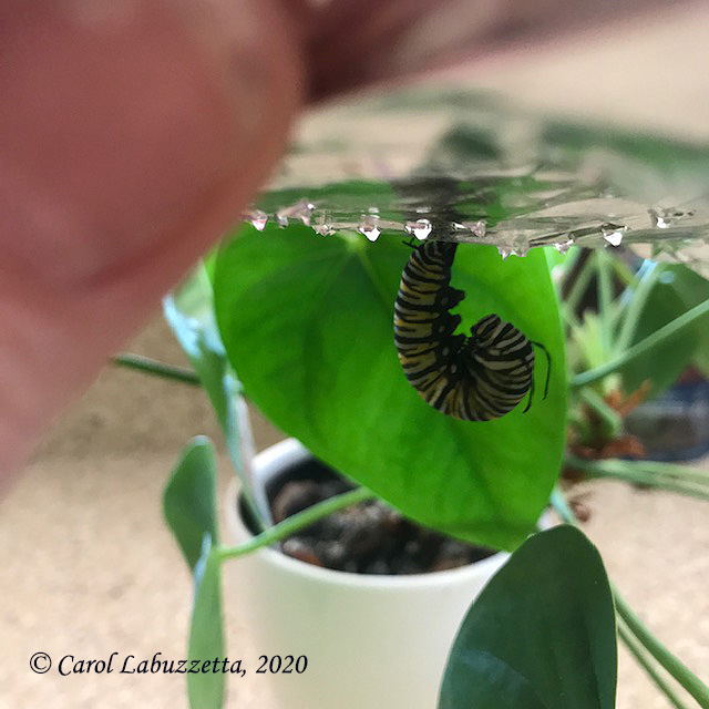 Slice of Life: Mid-Summer Monarch&nbsp;Report