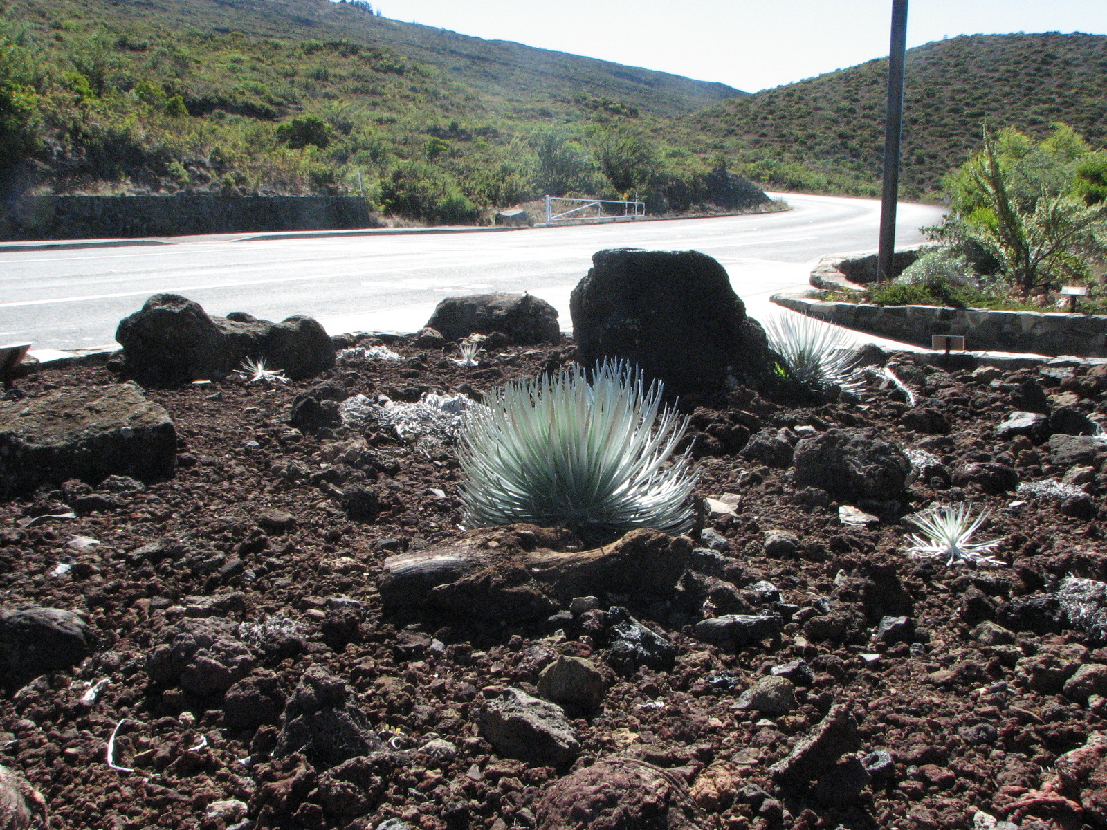 silversword2010cjl